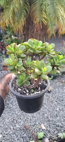 Suculenta Jade Minor