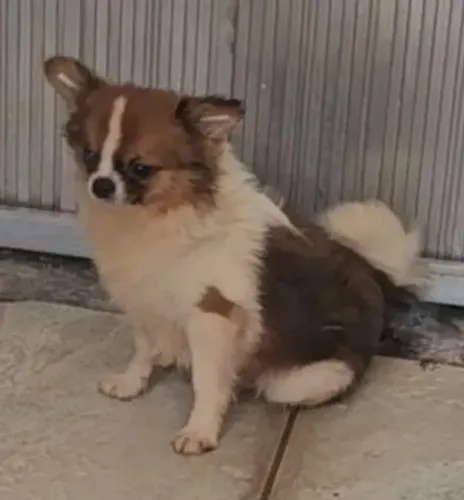 Chihuahau jovens, já montam