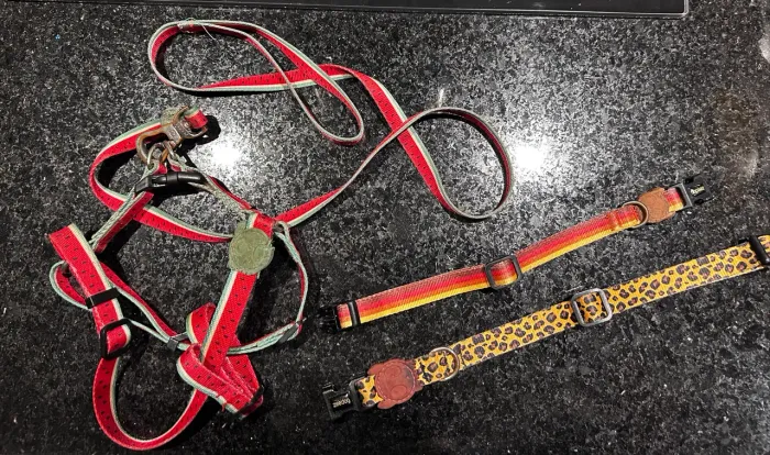 Coleiras Zee dog Tam M