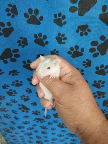 Ratos Twister