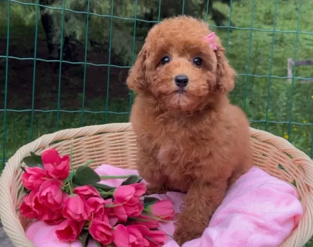 Fêmea e macho poodle red
