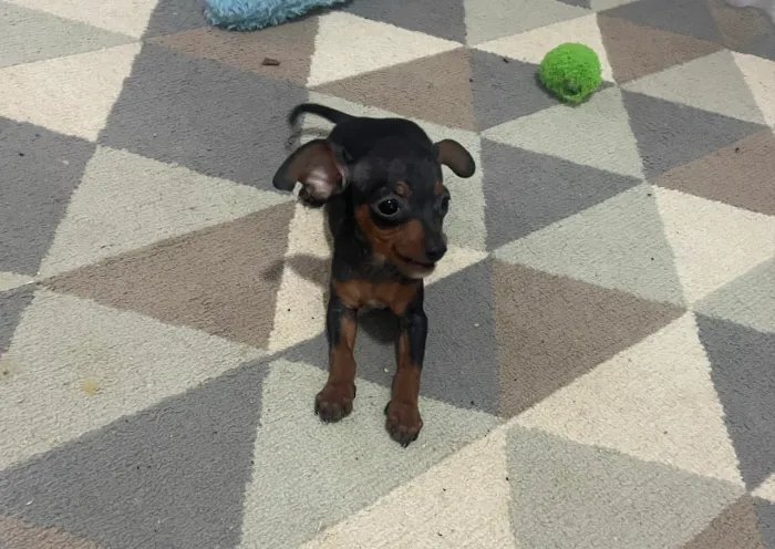 Pinscher n1 com 2 meses 