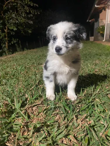 Filhotes de Border Collie