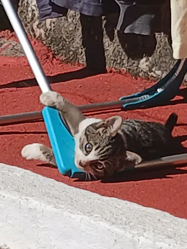Doa-se gatos