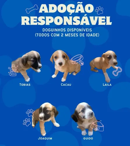 Cachorros pra doação