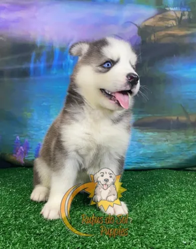 Husky Siberiano Companhia que não abandona