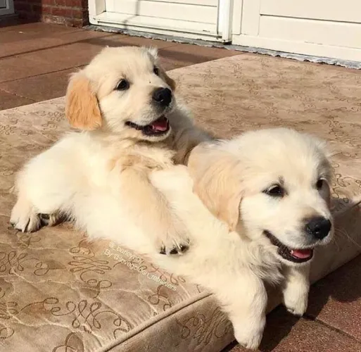Golden Retriever carinhoso 