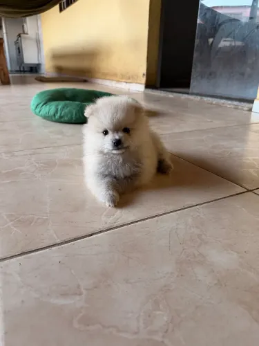 Cachorro Spitz alemão 