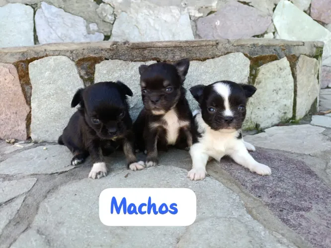 Lindos filhotes de Chihuahua