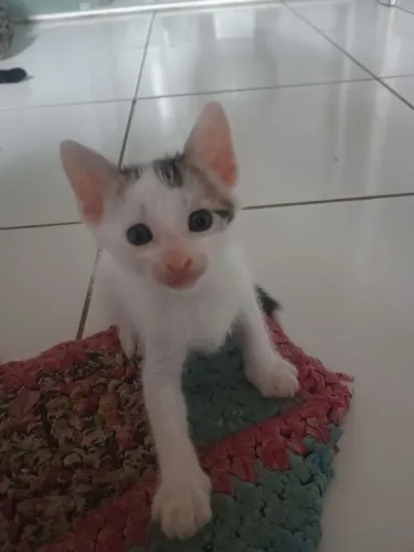 Gatos Adoção 