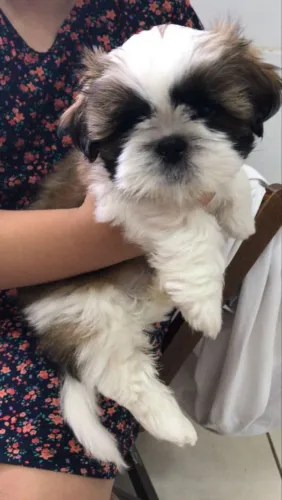 Shih Tzu Mini 