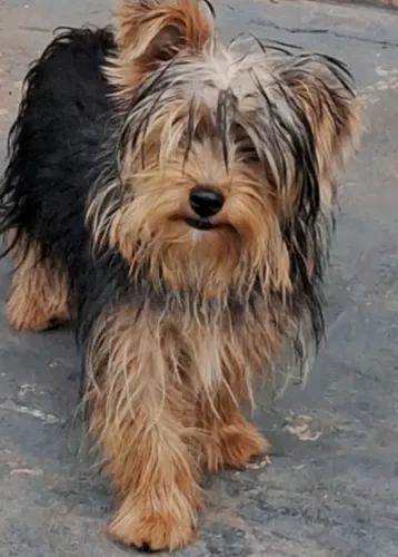 Yorkshire macho 6 meses