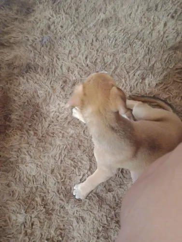 Doação de uma cachorrinho 