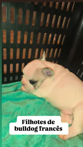 bulldog francês Filhotes
