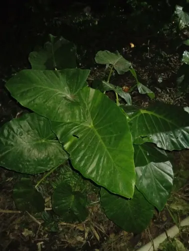 Bulbos de Orelha de Elefante.