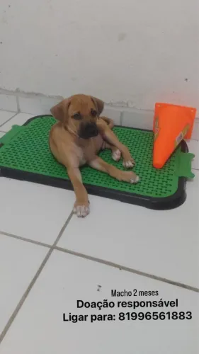 Doação de cachorro