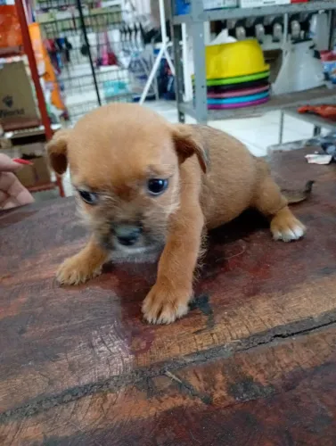 Shitzu mistiço