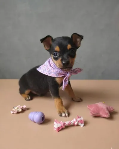 Filhote de Pinscher Premium - Puro, Saudável e Super Ativo
