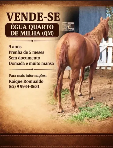 Vendo égua qm domada e prenha
