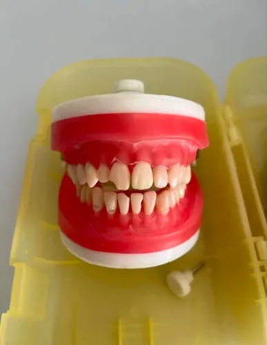  Manequim Dentística/Materiais Dentários PD101 - Pronew
