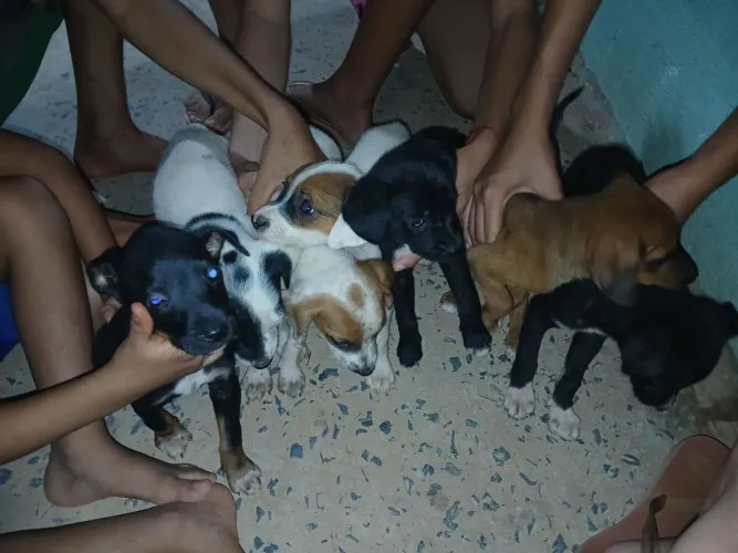 Doa se cachorros