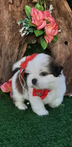 Lindas  BABYS  SHIH-TZU JA SENDO educadinha,entrega e higienização gratuita, e vacinada. 