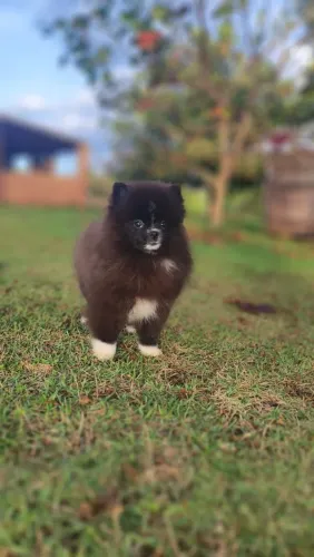 Filhote de Spitz alemão