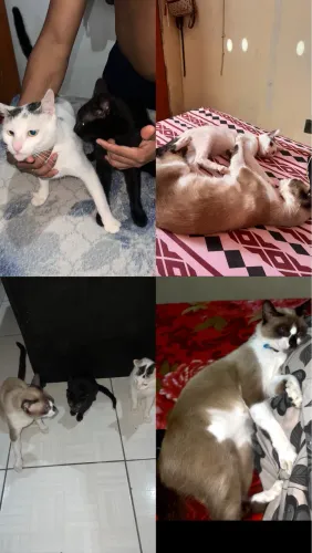 Doa-se gatinhos 