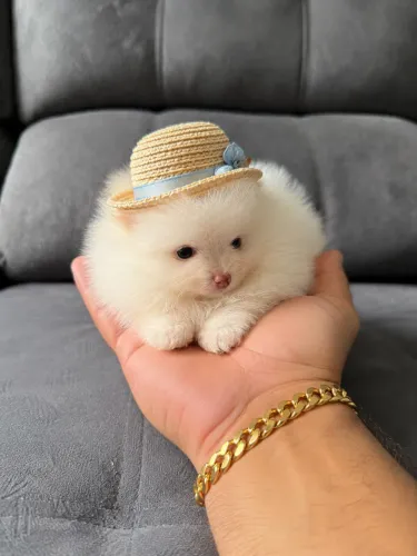 FILHOTE DE LULU DA POMERANIA ANÃO EXÓTICO