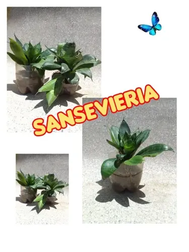 KIT 3 [2 mudas de Sansevieria e 1 muda peperônia]