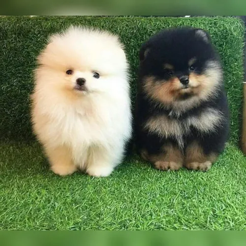 filhotes de Spitz Alemão , Lulu da Pomerânia- Lindos e Brincalhões