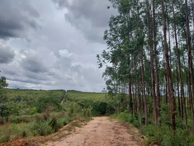 Várzea da Palma/MG- Fazenda de 151 hectares, com eucalípto