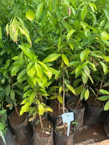 Muda de Canela
