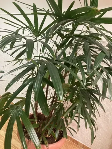 Vendo uma linda natural , planta com vaso