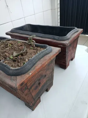 Duas Jardibeiras em Pinus