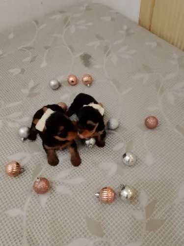 Magníficos filhotes de yorkshire