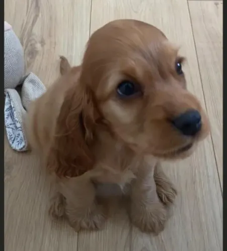 Cocker spaniel jangueiro