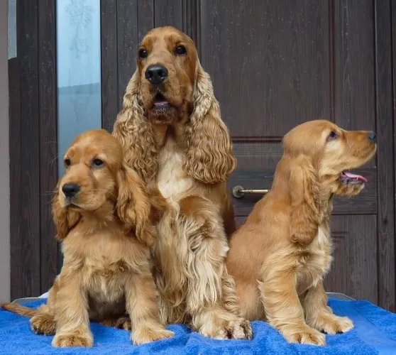 Cocker filhotes macho e fêmea