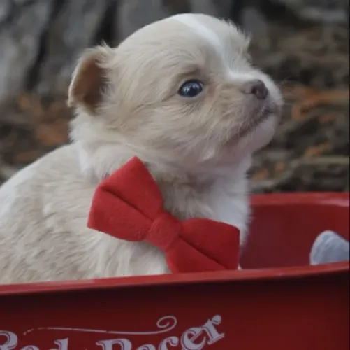 Chihuahua com pedigree, descubra o companheiro perfeito!