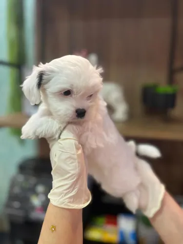 Lhasa Apso em Tamanho mini -Acompanhamento Pós-venda Garantido
