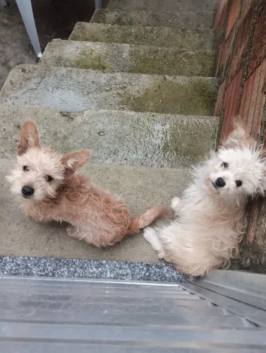 Estou doando esse casal de cachorrinhos 