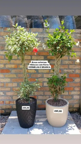 Belíssimos vasos decorativos 