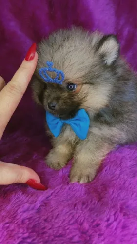 Lulu anao com a primeira dose 