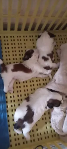 Shitzu