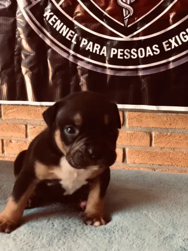 American bully
