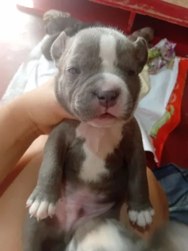 Vende-se filhote de american bully