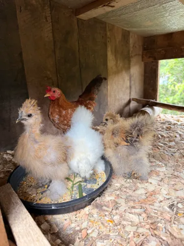 Pintinhos sedosa Japão e Nagasaki 