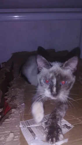 Gatos pra adoção responsável