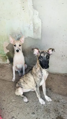 Doação de cachorro 1 macho e 1 fêmea
