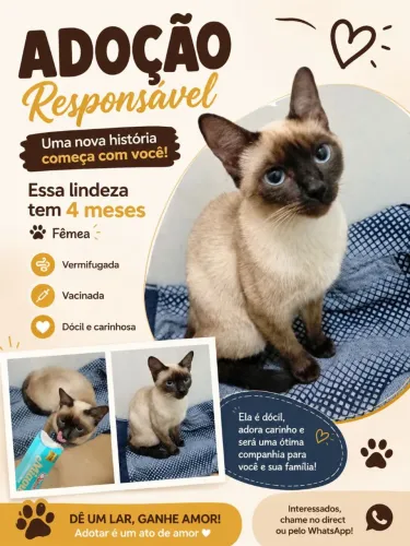 Gata siamês para adoção ?